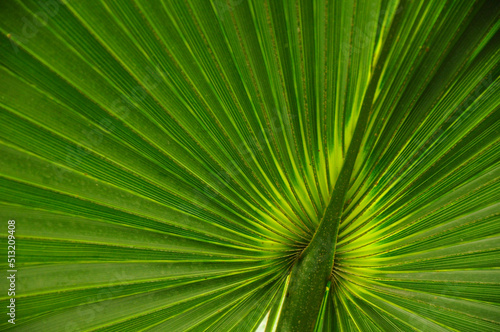 Close up of palm leaf
