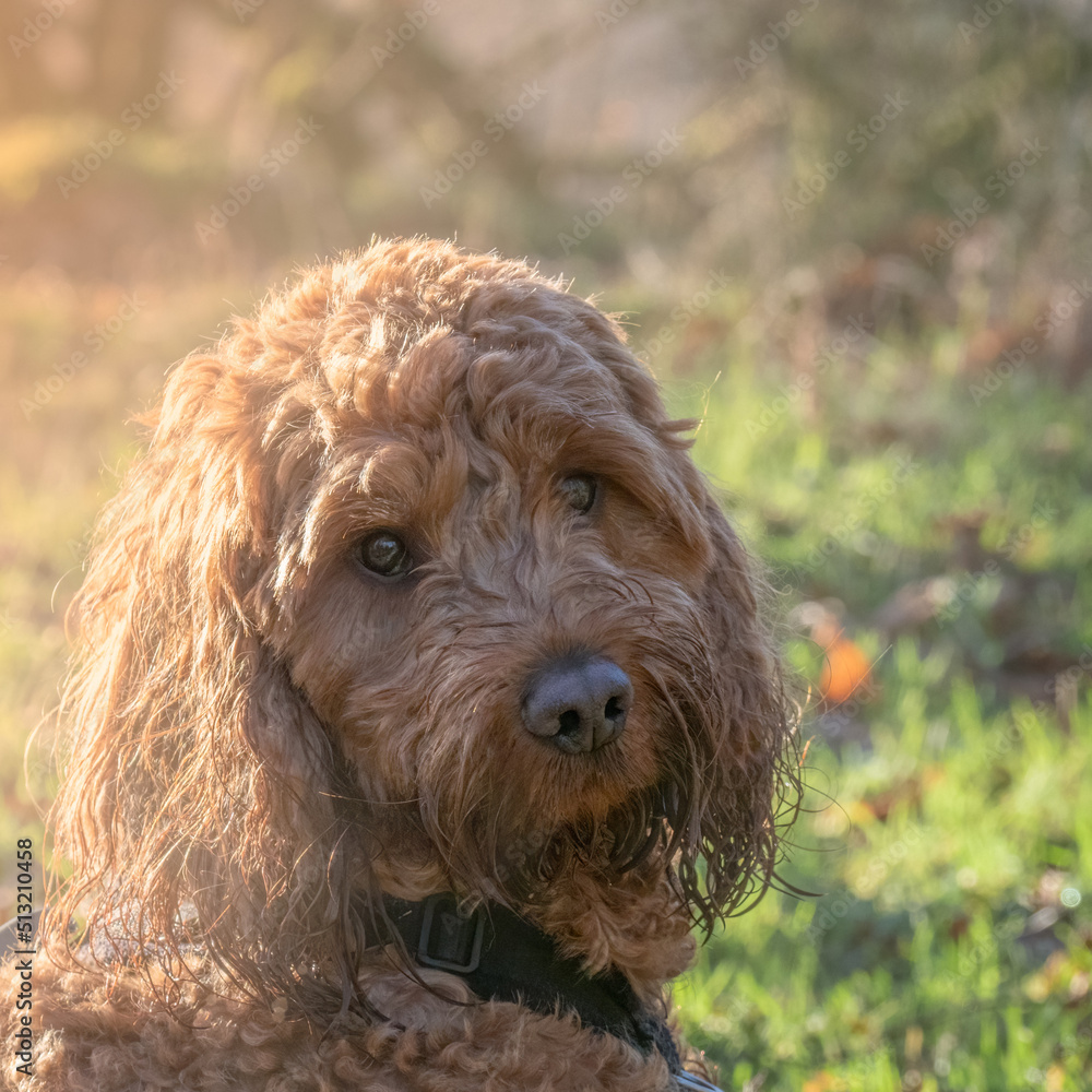 Outdoor portrait of a Cockapoo dog