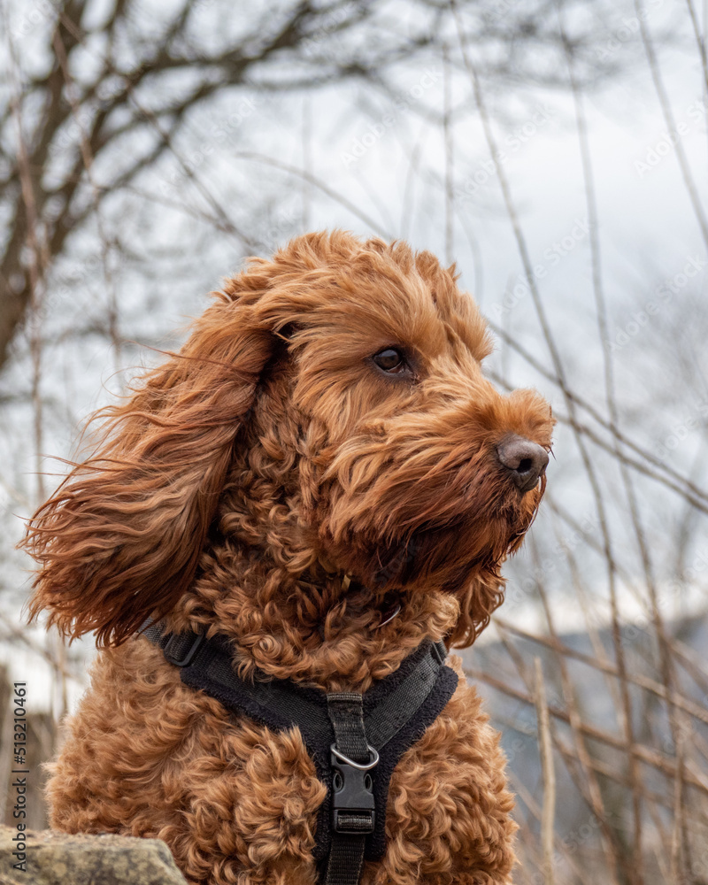 Fototapeta premium Cockapoo on a sitting wall