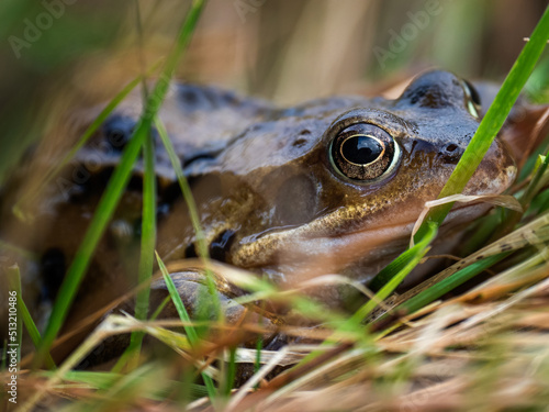 The common frog, also known as the European common frog