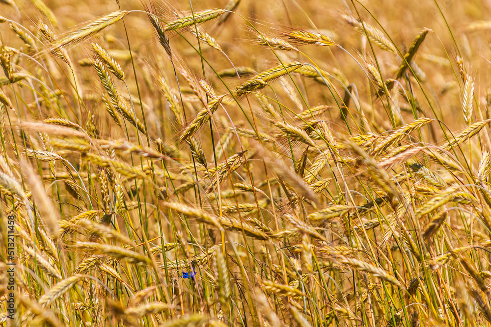 Fototapeta premium Kłosy zboża
