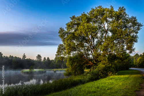 Wierzba płacząca