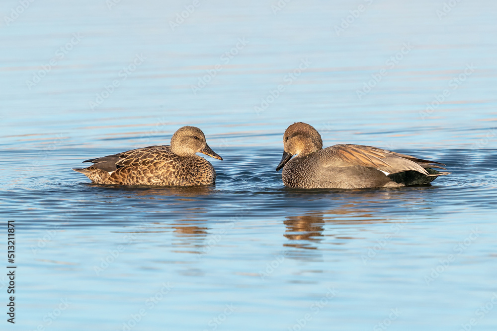 Close up of a Gadwall Duck Couple coming face to face and gazing at each other in a light blue colored lake.