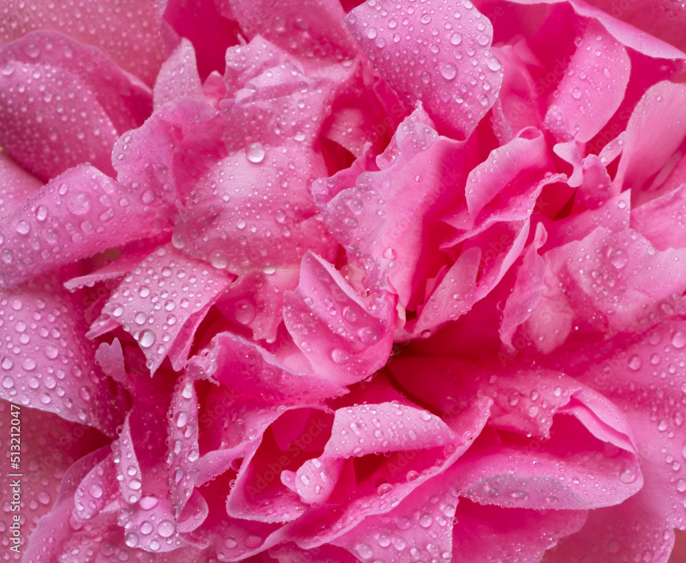wet pink peony with a drops of water , petals close-up, background of pink flower petals top view 