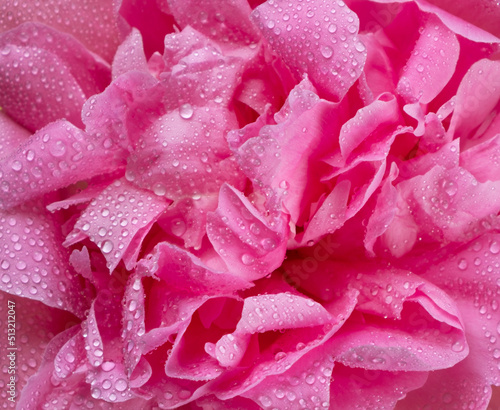 wet pink peony with a drops of water   petals close-up  background of pink flower petals top view 