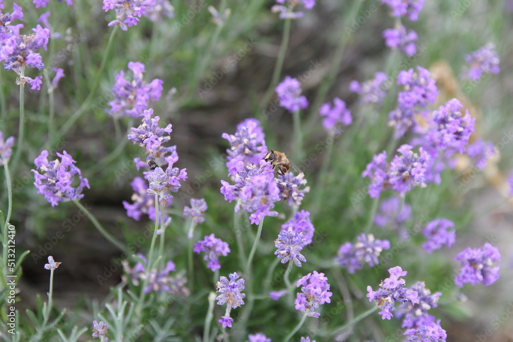 a bee sits at a purple lavender flower closeup in the garden in springtime a bee sits at a purple lavender flower closeup in the garden in springtime