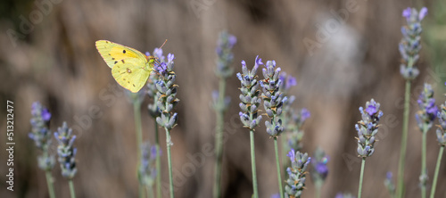 Yellow butterfly (Colias croceus) perched on a field of purple lavender flowers photo