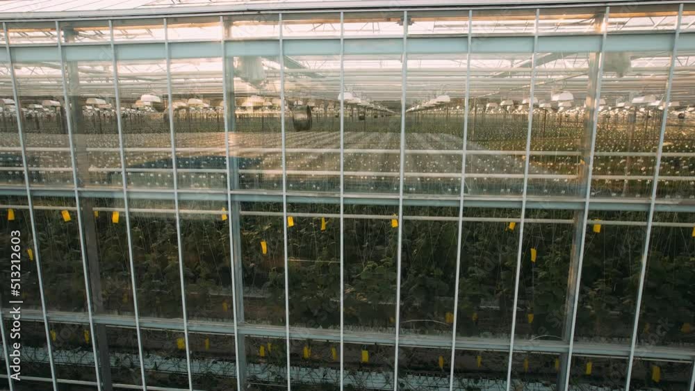 Large industrial greenhouse with vegetables, growing vegetables, industrial greenhouse, a greenhouse with a retractable roof, a greenhouse view from above. Flora. Ecosystem. Agro. Eco. Modern agricult Large industrial greenhouse with vegetables, growing vegetables, industrial greenhouse, a greenhouse with a retractable roof, a greenhouse view from above. Flora. Ecosystem. Agro. Eco. Modern agricult