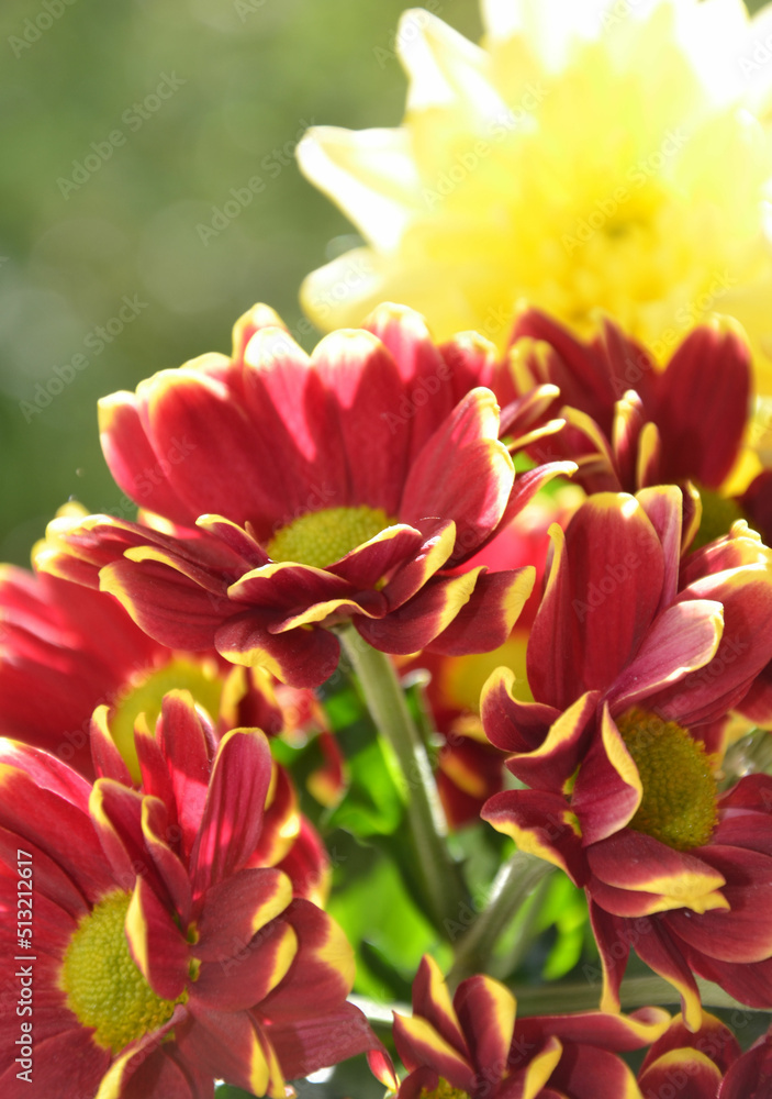 Obraz premium Chrysanthemum - Chrysanthemen blühen rot und gelb