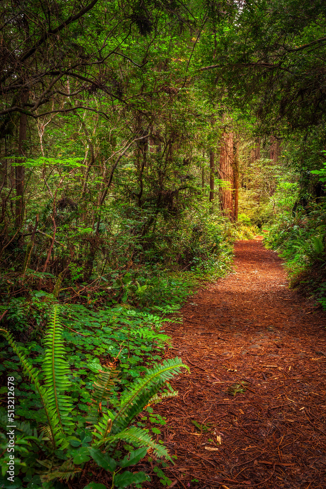 Winding trail in Redwood National Park Winding trail in Redwood National Park