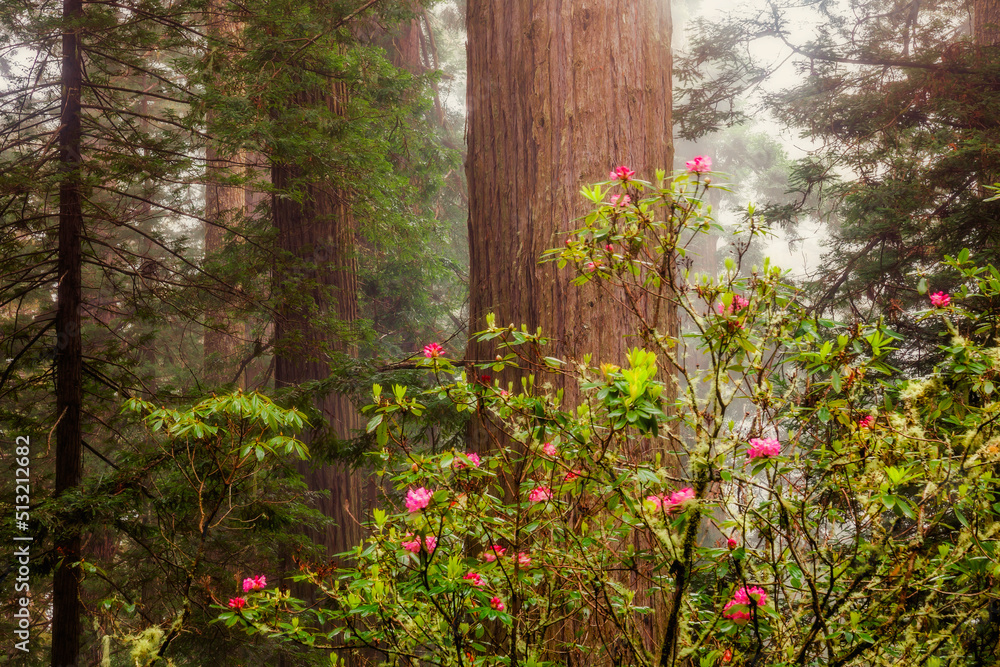 Misty scene in Redwood National Park in the springtime. Rhododendrons can be seen blooming Misty scene in Redwood National Park in the springtime. Rhododendrons can be seen blooming