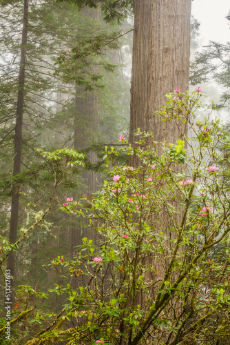 Fototapeta Naklejka Na Ścianę i Meble -  Misty scene in Redwood National Park in the springtime.   Rhododendrons can be seen blooming