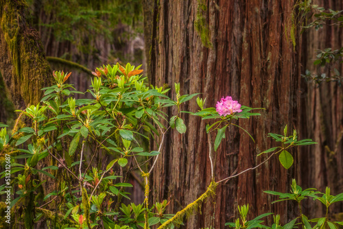 Rhododendron against a Redwood tree in the spring photo