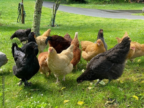 Chickens free-range on the ranch  