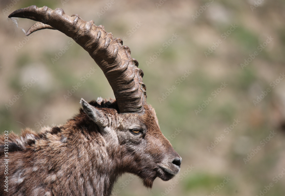 mountain goat in the wild mountain goat in the wild