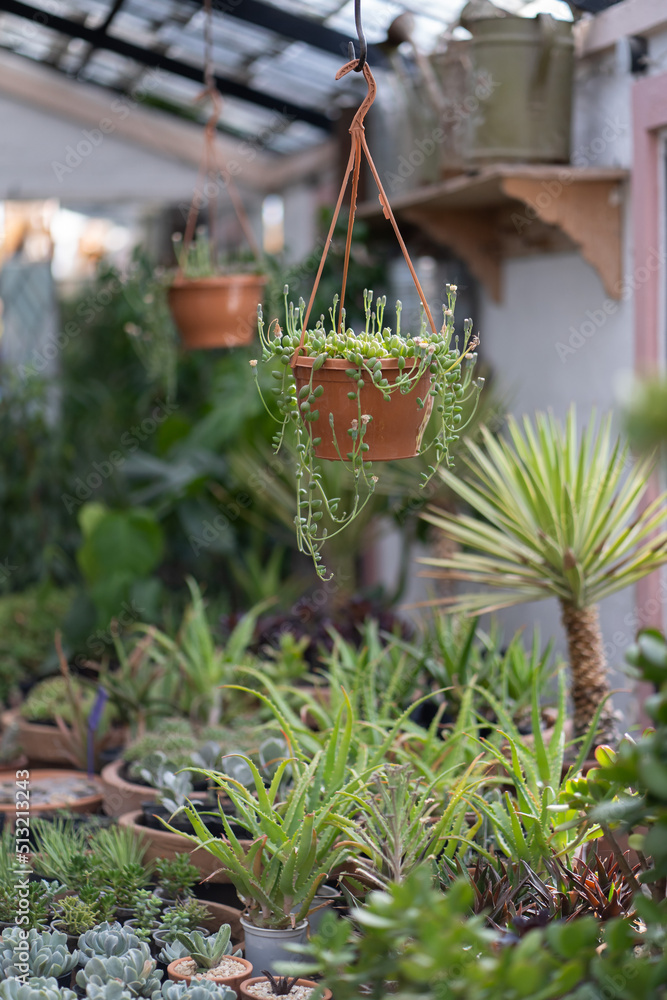 Cozy plant store with hanging plants. Greenhouse with decorative flowers and succulent houseplants for sale. Home floral design studio. Small business, garden nursery.  - obrazy, fototapety, plakaty 