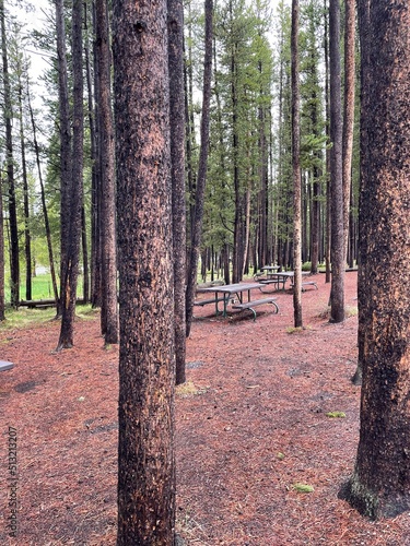 Picnic area with trees and river in the background