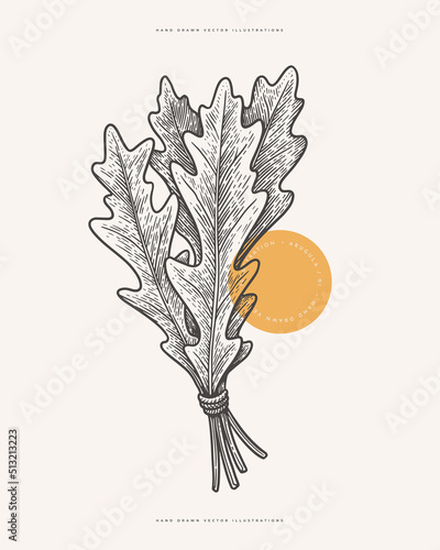 Bunch of arugula leaves on light background isolated. Hand drawn plant for cooking healthy food. Organic food concept. Vector vintage illustration.