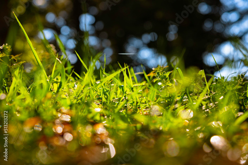 Defocused grasses background photo. Carbon net zero or carbon neutrality concept