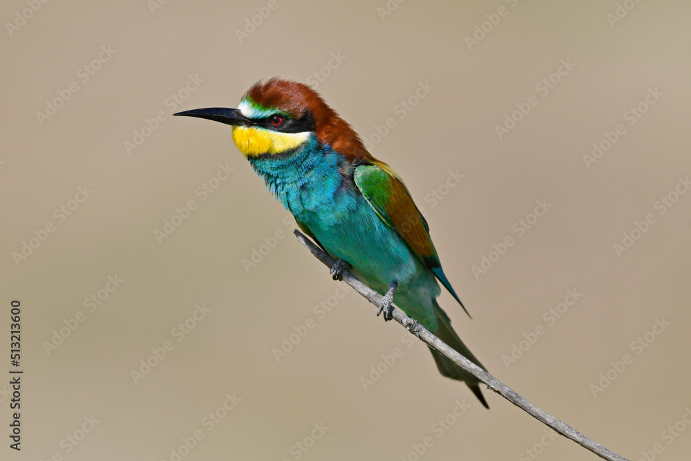 custom made wallpaper toronto digitalEuropean bee-eater // Bienenfresser (Merops apiaster) - Greece