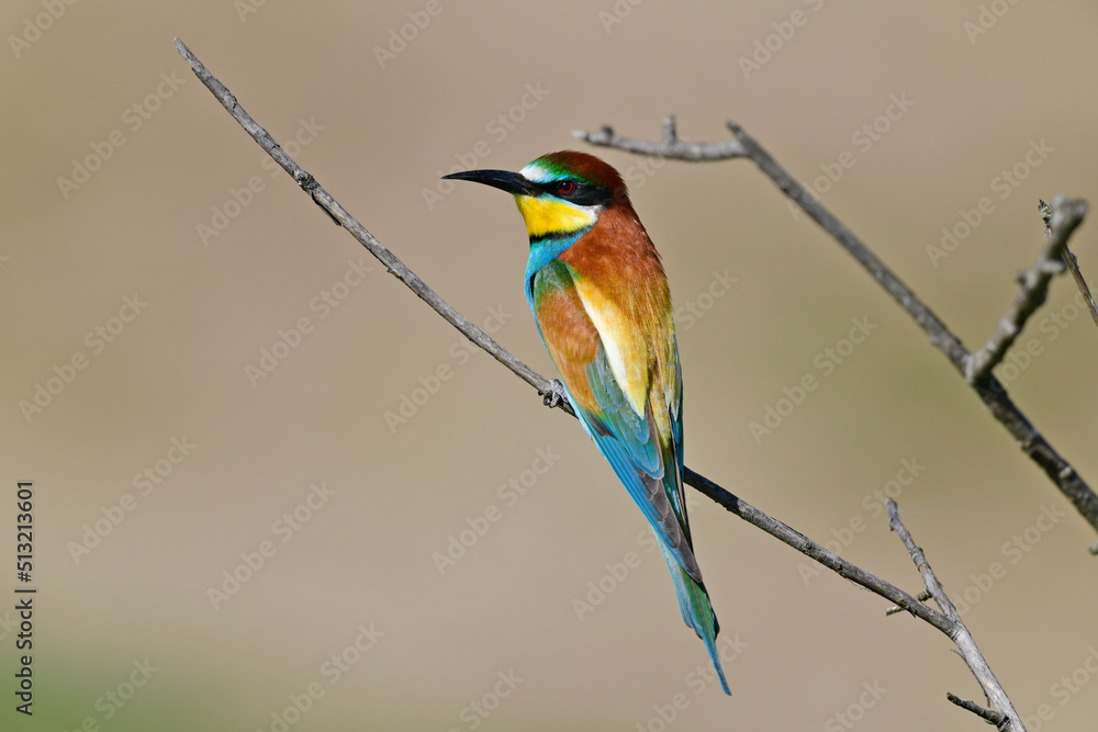 European bee-eater // Bienenfresser (Merops apiaster) - Greece European bee-eater // Bienenfresser (Merops apiaster) - Greece