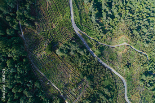 Aerial image of a road. Forrest pattern.