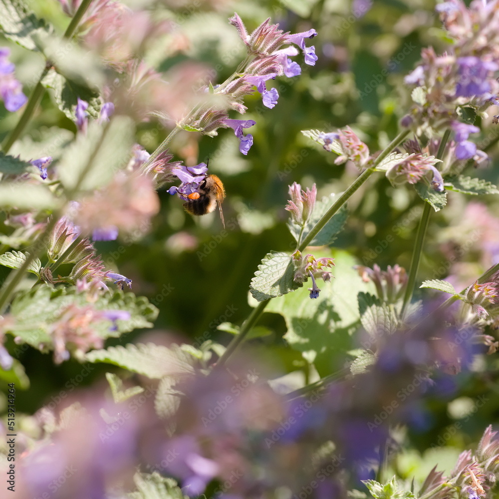 bumblebee on a nepeta flowers in the garden bumblebee on a nepeta flowers in the garden