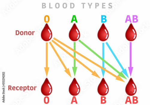 Blood types transfusion. Group chart graphic, correct donor and receptor. colored A AB B 0 types. Universal compatible recipient infographic. Illustration vector