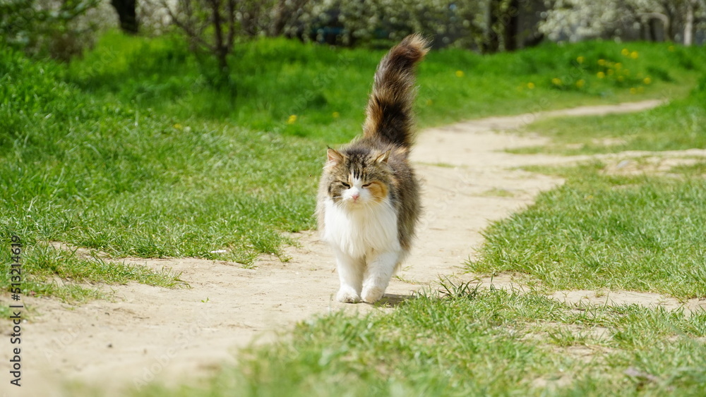 A beautiful fluffy cat walks around the yard on a summer day. Cat with tail up. A pet.