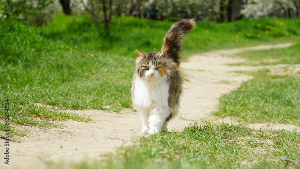 A beautiful fluffy cat walks around the yard on a summer day. Cat with tail up. A pet.