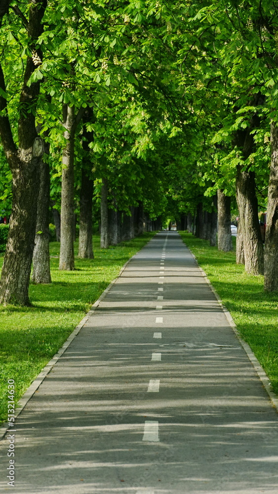 Path between beautiful green trees. Alley in the city park. Bicycle path in the city. Summer day. Vacation concept.