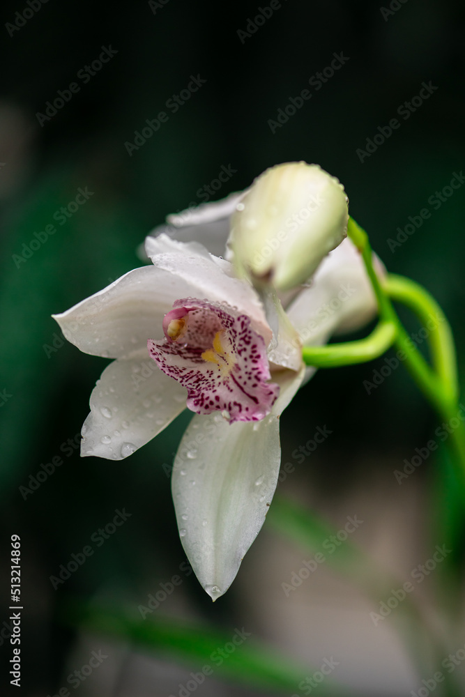 Blooming beautiful orchid flowers in a tropical greenhouse, nature and gardening Blooming beautiful orchid flowers in a tropical greenhouse, nature and gardening