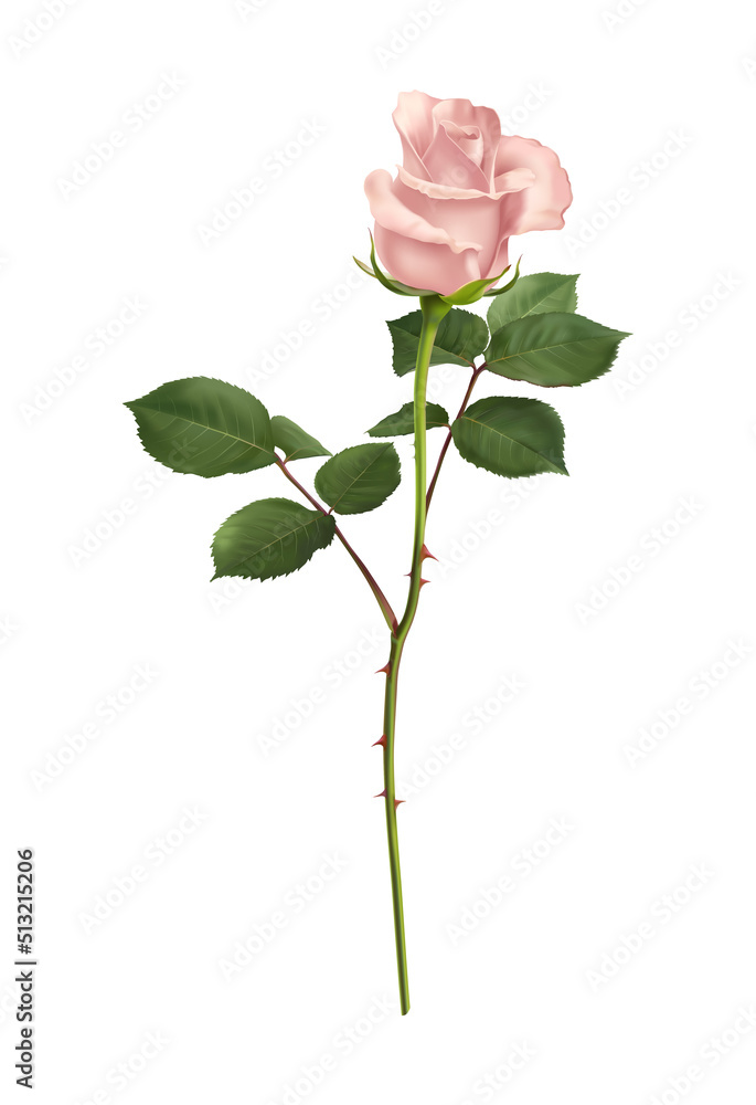 Obraz premium Rose Flower Realistic Composition