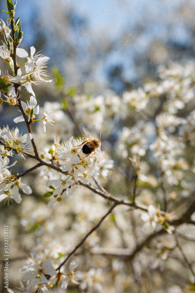 soft focused shot of bee collecting pollen from flowers of blooming cherry or plum tree, insect in pollination process on blossoming plant soft focused shot of bee collecting pollen from flowers of blooming cherry or plum tree, insect in pollination process on blossoming plant