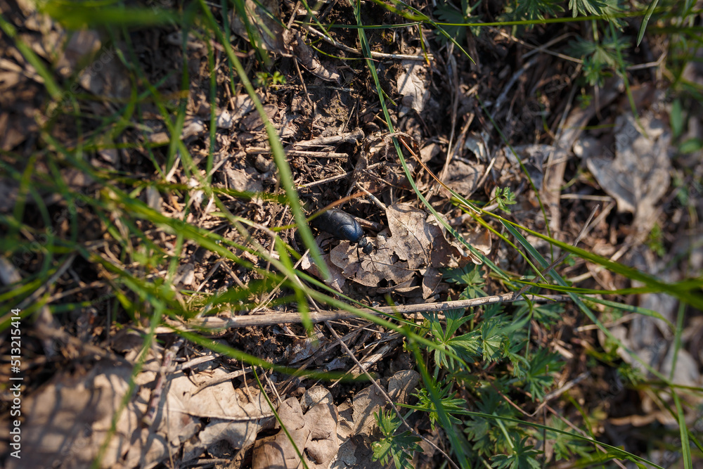 black bug on the ground among leaves and grass in the spring forest black bug on the ground among leaves and grass in the spring forest