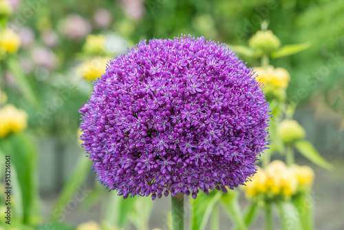 Zierlauch  Allium sp. 