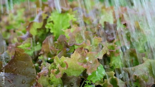 Watering lettuce leaves in the beds in the garden.