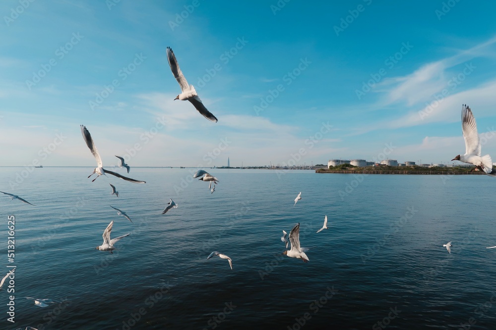 seagulls on the beach