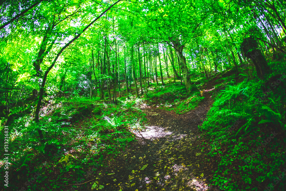 Hiking in forest landscape tree