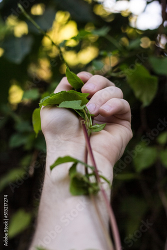 Hand holding a plant