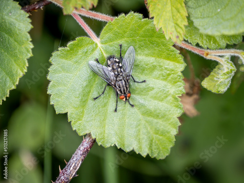 Flesh fly aka Sarcophaga carnaria in nature habitat. photo