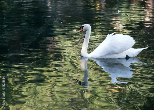 white swan on the lake