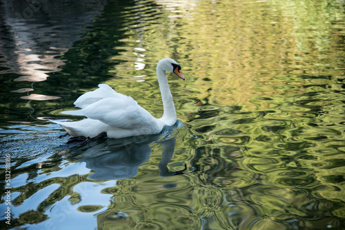 White swan swims in the lake