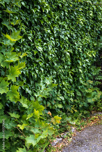 Ivy covered wall of green leaves