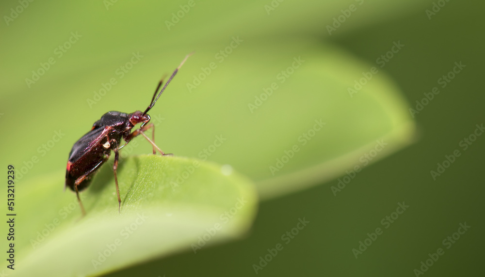 Fototapeta premium bug on leaf
