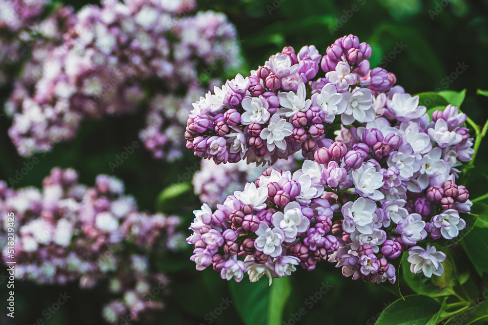 Purple lilac bush blooming in the garden in spring, Syringa flowers closeup Purple lilac bush blooming in the garden in spring, Syringa flowers closeup