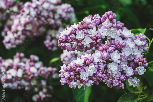 Purple lilac bush blooming in the garden in spring, Syringa flowers closeup © Enso