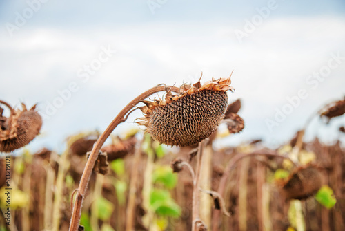 Dry ripe sunflower close up detail, blue bright sky and field soft blurry background