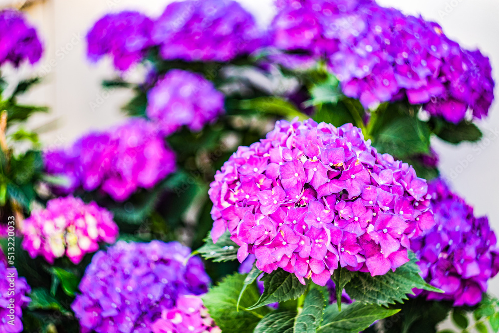 Blooming purple hydrangea flowers Blooming purple hydrangea flowers