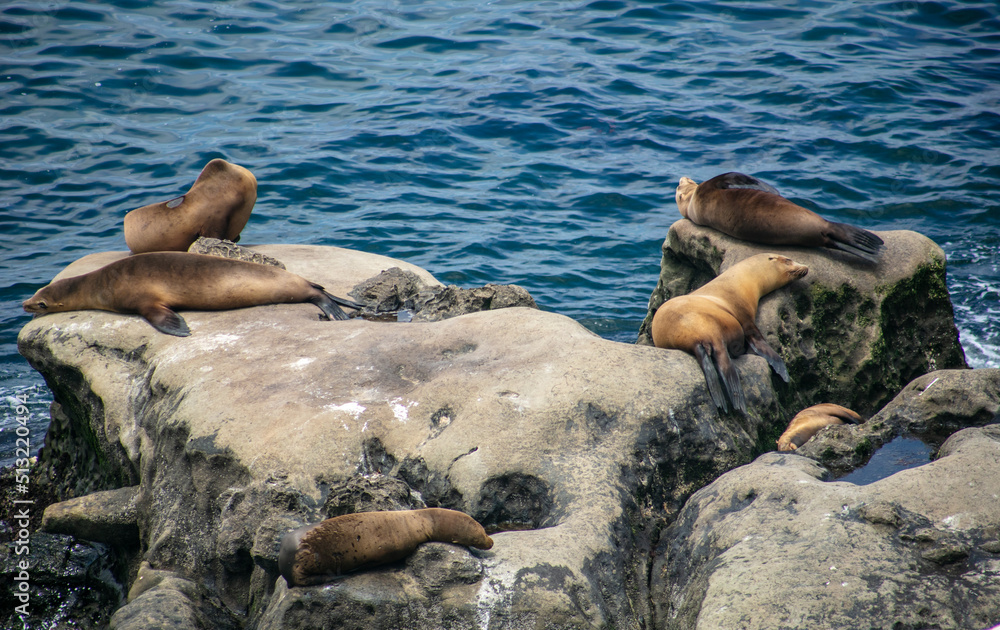 Fototapeta premium California Sea Lions Sunning on a Rock